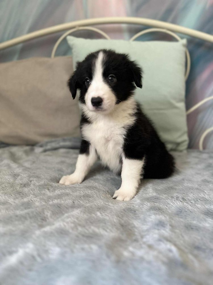 Pies rasy Border Collie