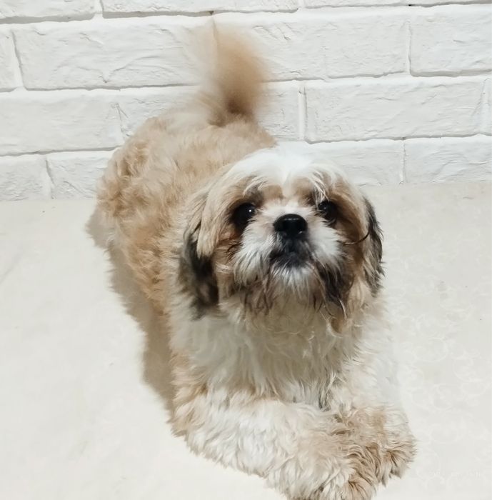 Шит-цу мальчик 13.06.2023