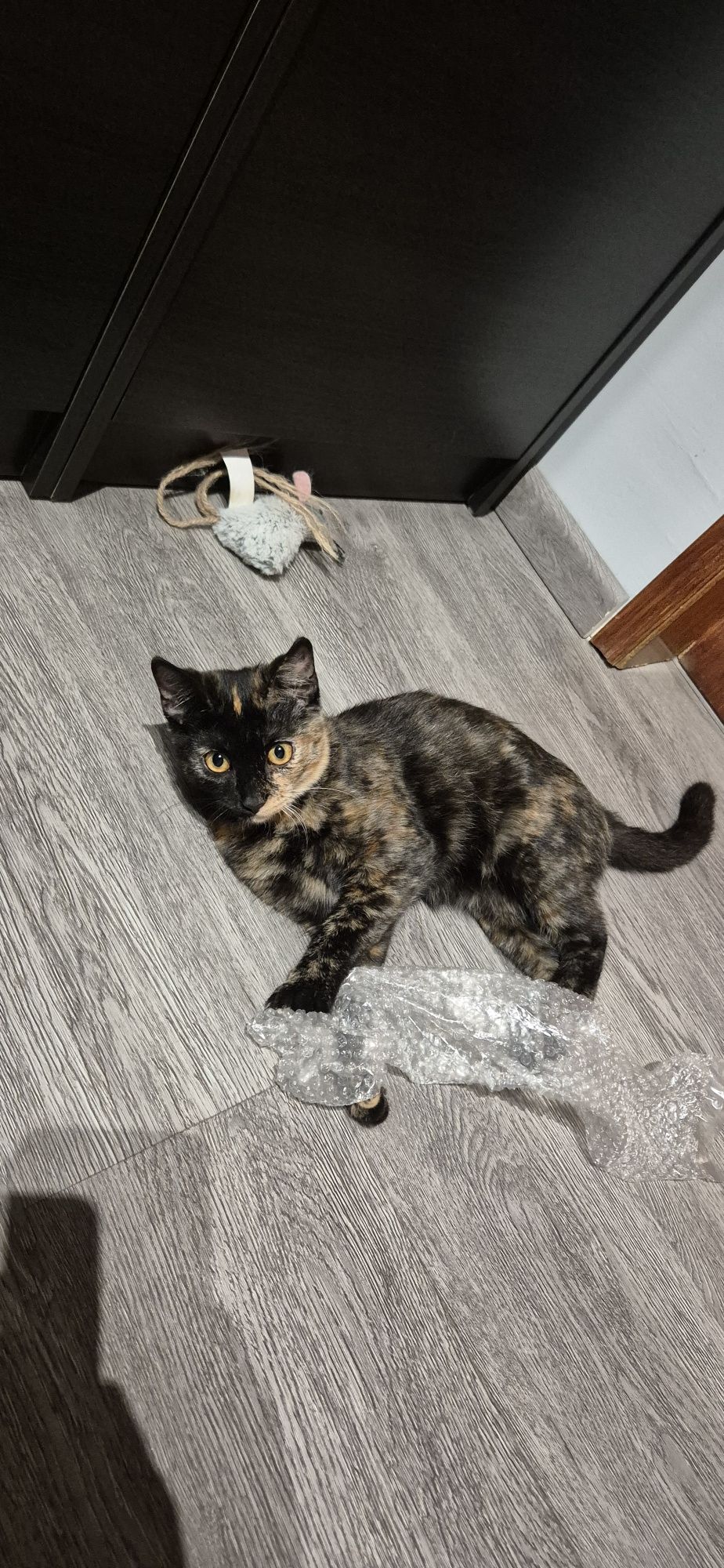 Dá-se gata com 5meses