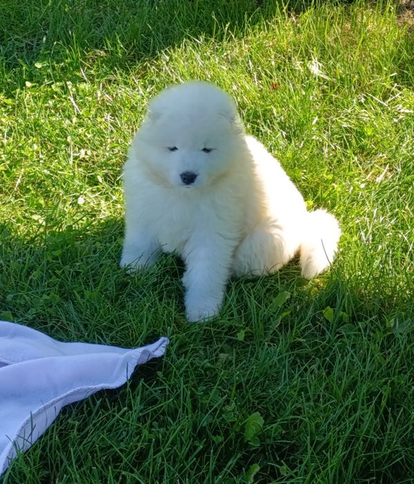 Samojed samoyed FCI