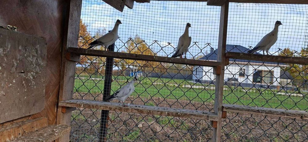 Sprzedam golebie wiedenskie