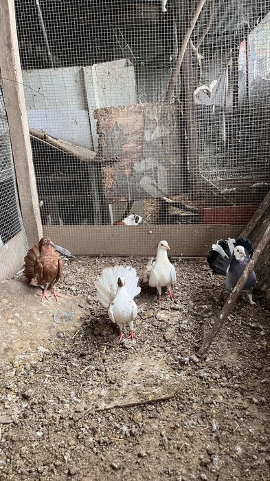 Paros pombos codornizes rolas