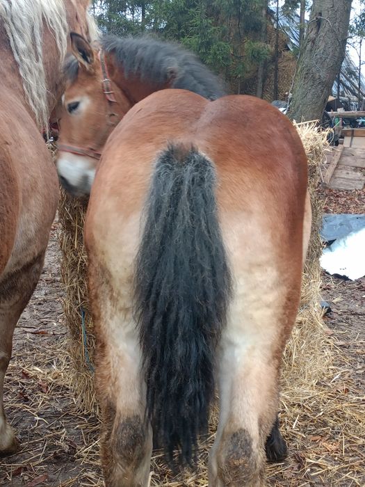 ogierek zimnokrwisty