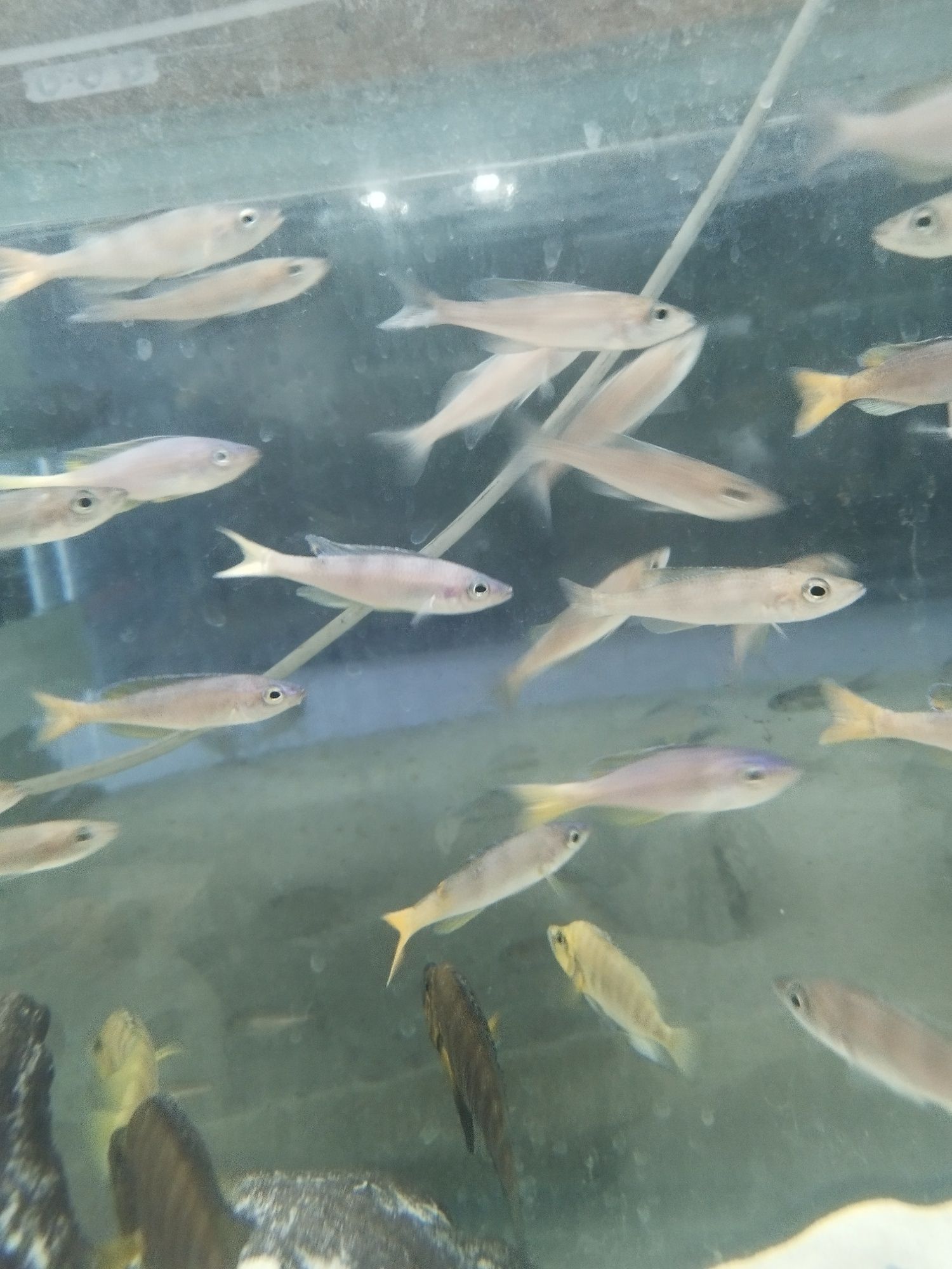 Cyprichromis sp. Leptosoma Utinta tanganika