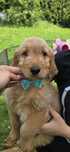 Goldendoodle f1 standard piesek