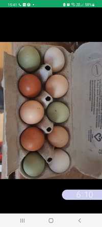 Jaja lęgowe kur mixy wielorasowe i perliczek