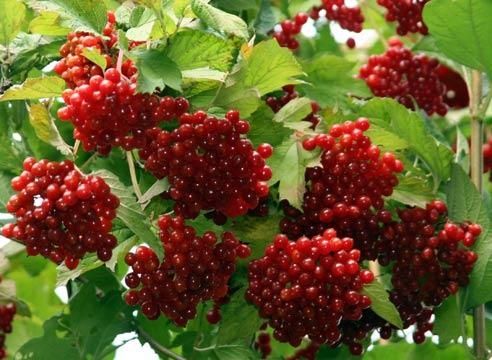Саженцы калины украинской садовой. Эксклюзив! Одна Калина на все життя