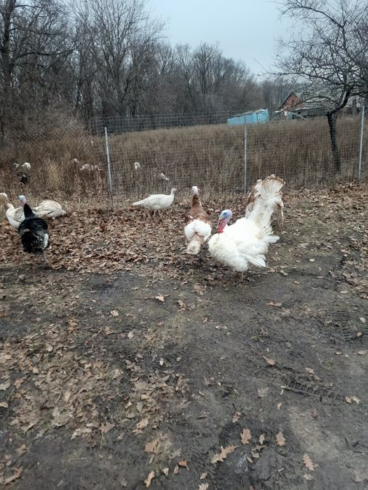 Индюки  на племя или тушками.