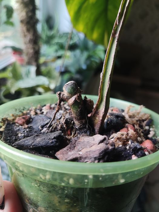 Монстера yellow splash