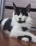 Maine Coon kot do hodowli
