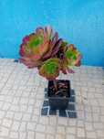 Aeonium arboreum atropurpureum roxo