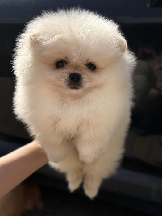 Шикарна дівчина Шоу класу