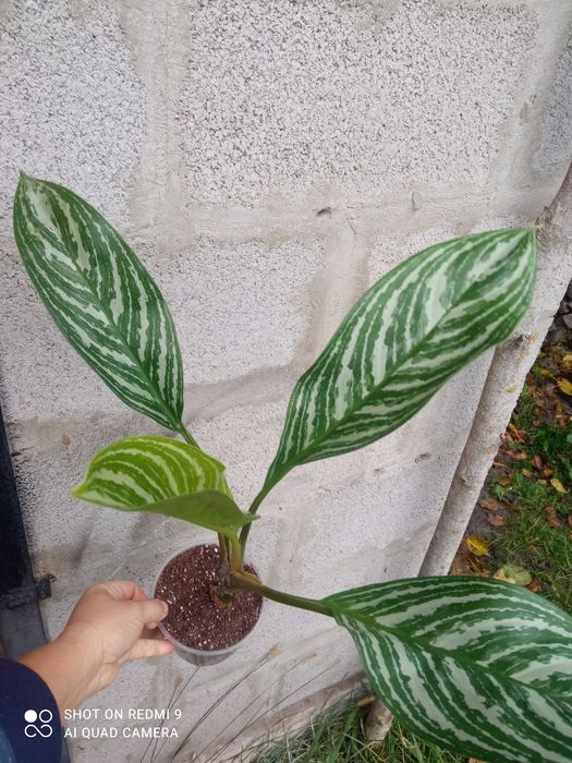 Шикарні аглаонеми