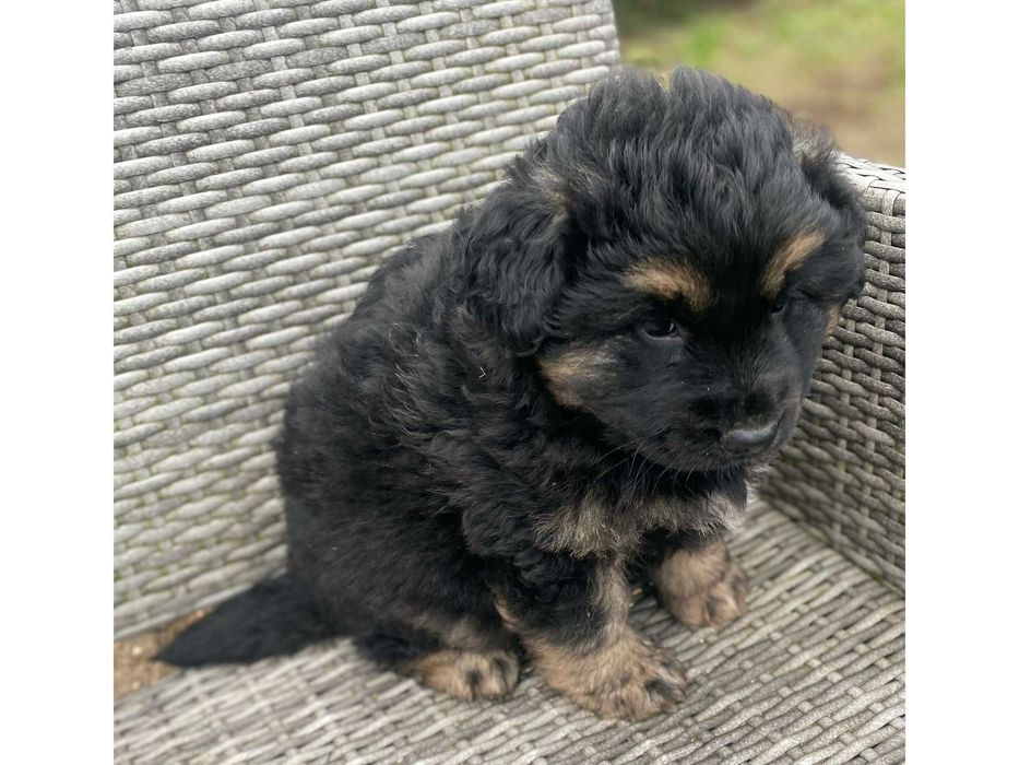 3mies.SZCZENIĘTA (parka)- będą ŚREDNIE/duże