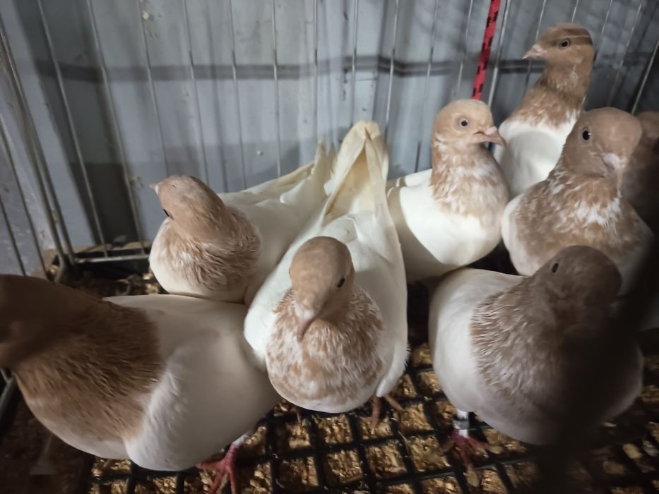 Budapeszty 25zł sztuka