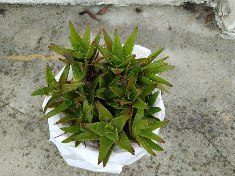 Suculenta/cacto aloé coral