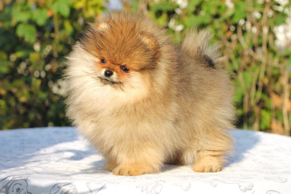Cudo piesek . Pomeranian