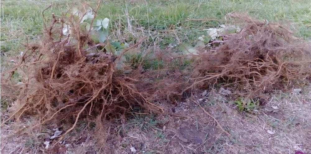 Polesie Poemat Polonez Pokusa Jeżyna POLAR Tadmor, Cascade Deliight