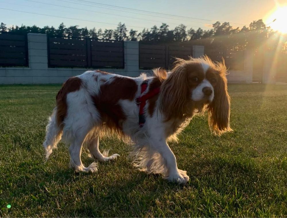 Suczka Cleo cavalier king charles spaniel RODOWÓD