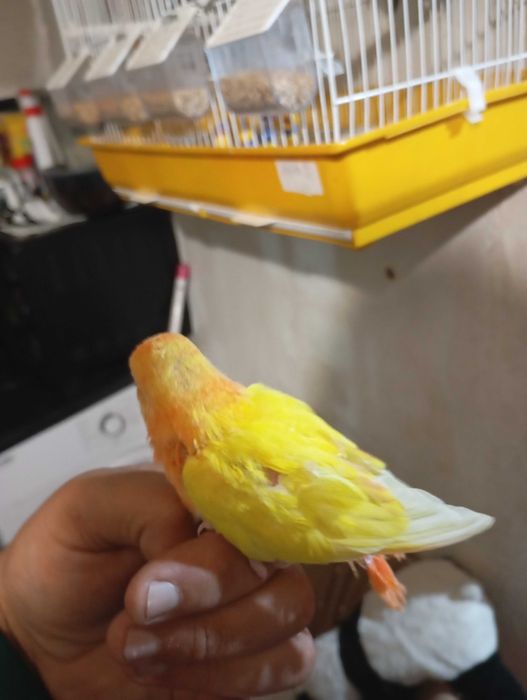 Vendo agaporni criada a mão