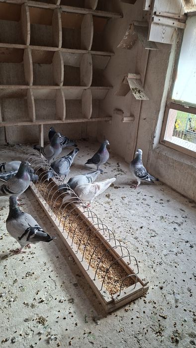Gołembie pocztowe sprzedam całą hodowlę