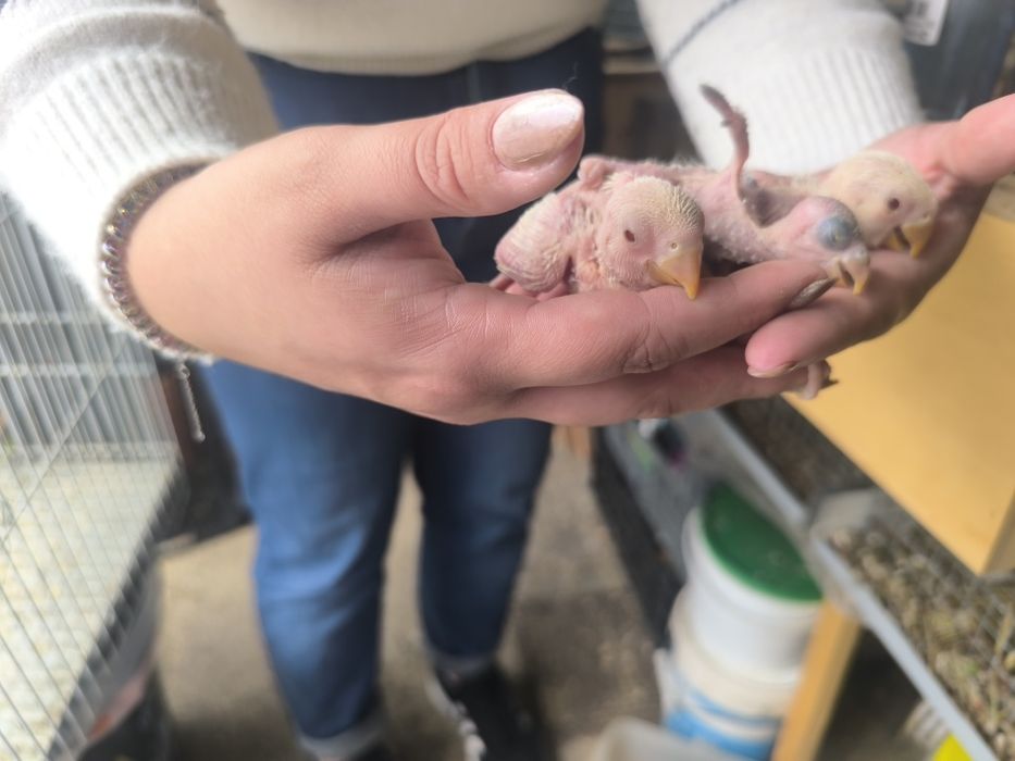 Agaponis para criar a mão