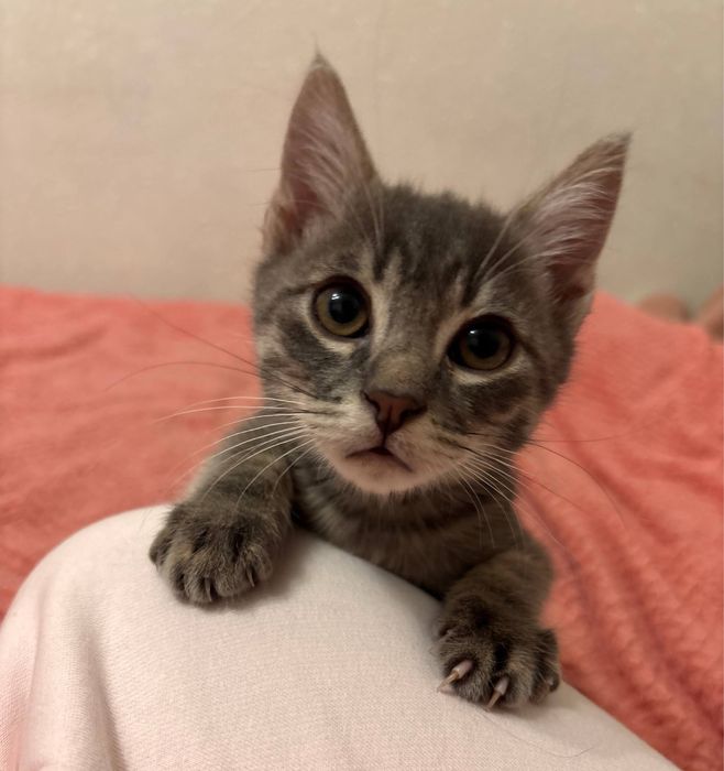 Кошеня 3 , 5 місяці шукає дім