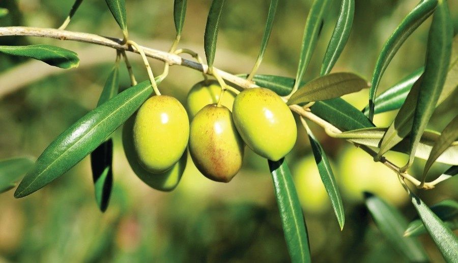 Serviço de apanha de azeitona