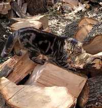 Молодой шотландский кот чёрный мраморный (скотиш- Страйт) ищет невесту