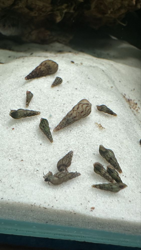 Caracois ( Melanoides tuberculata )