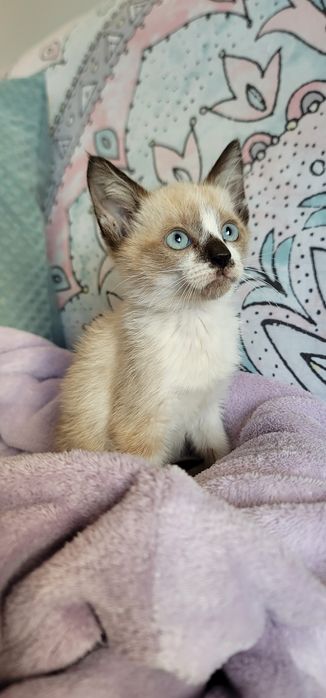 Gatinho para adoção responsável