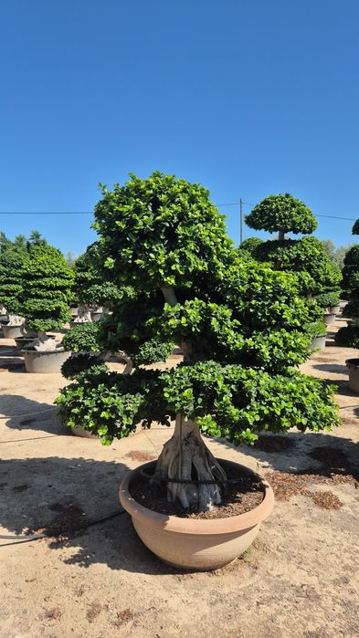 Figiwiec bonsai tępy. 220-230cm. Bonsai Ficus Microcarpa