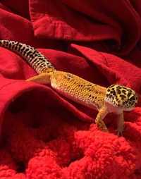 Леопардовый геккон эублефар ящерица для новичков