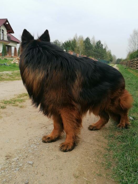 Owczarek Niemiecki Długowłosy