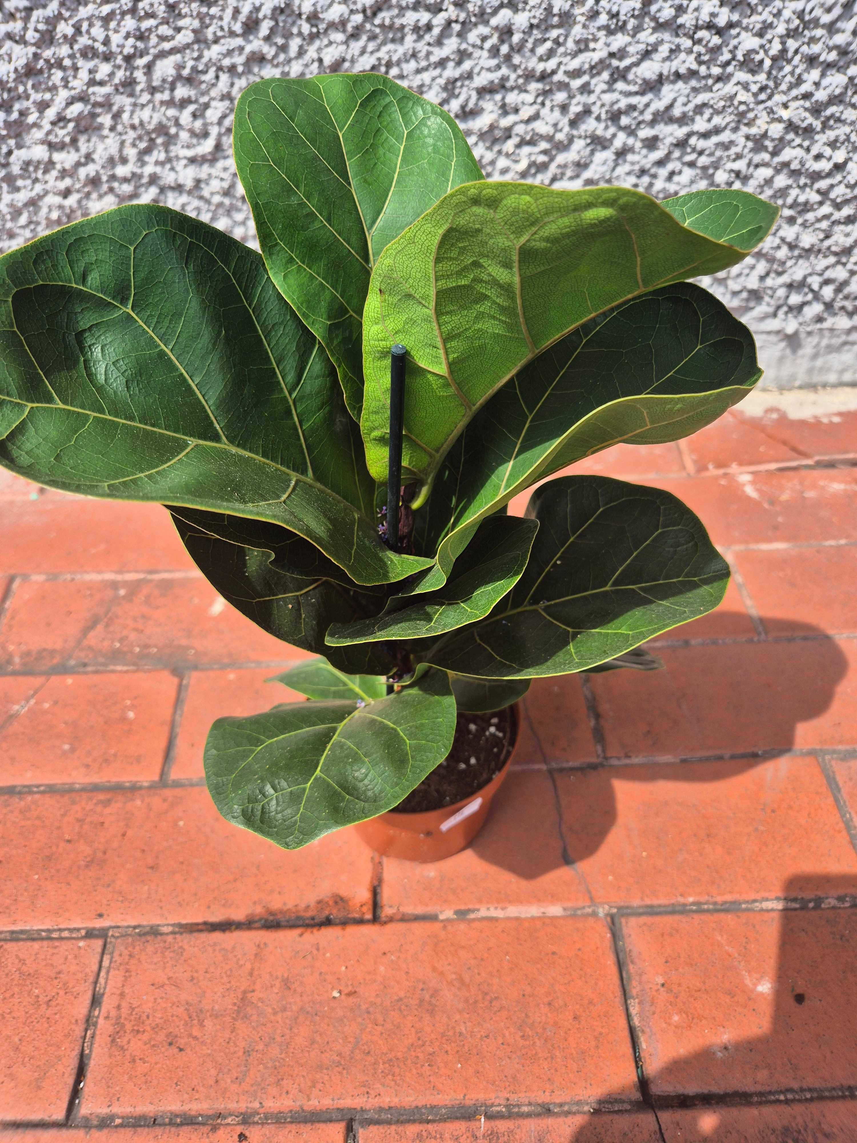 Fikus Lyrata dębolistny 45cm