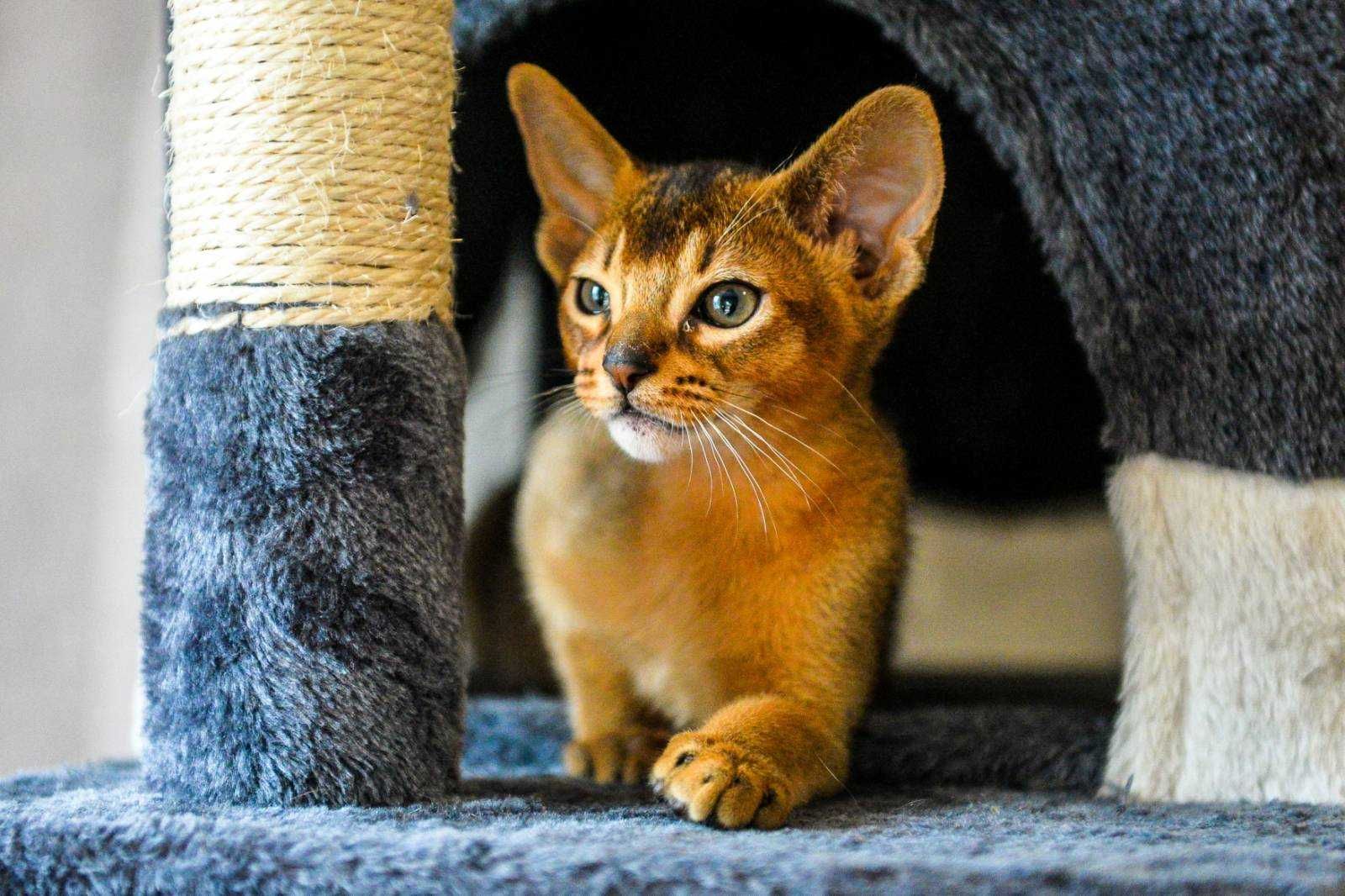 Продам абиссинского кота