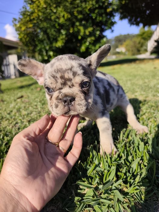 Bulldog creme femea