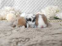 Mini Lop Króliczki Czystej Rasy z WYPRAWKĄ I KSIĄŻECZKĄ ZDROWIA