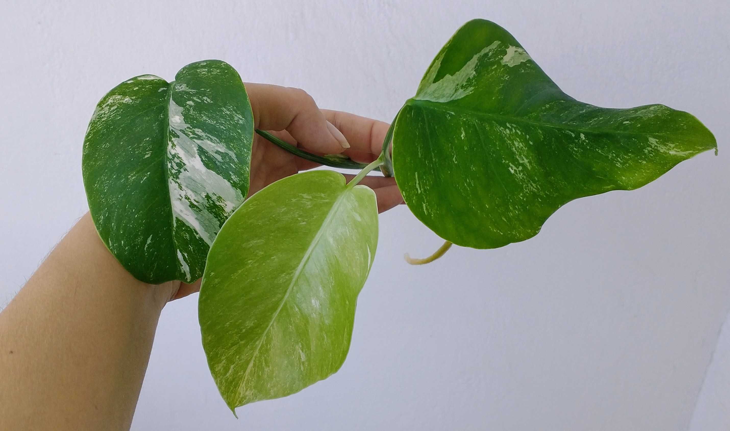 Monstery Variegata