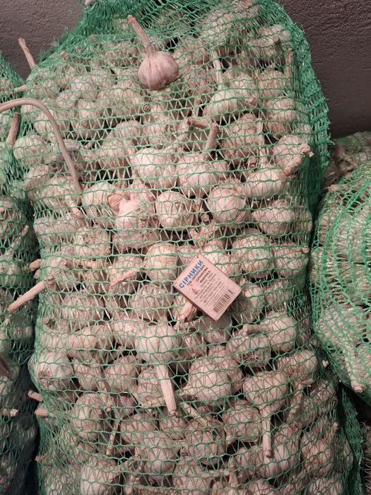 Продам часник Любаша