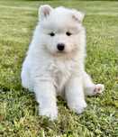 Szczeniak sunie Samoyed z rodowodem