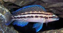 Naskalnik dickfelda (Julidochromis dickfeldi).  Cetarius