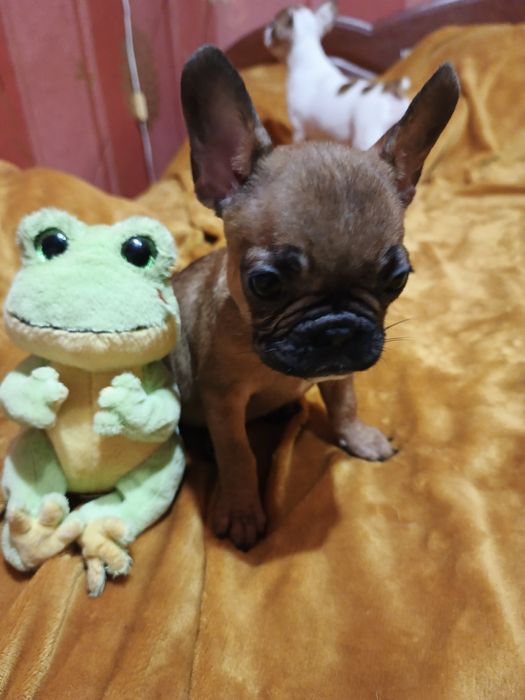 Чистопородні щенки французького бульдога