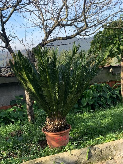 Vendo cyca varios tamanhos