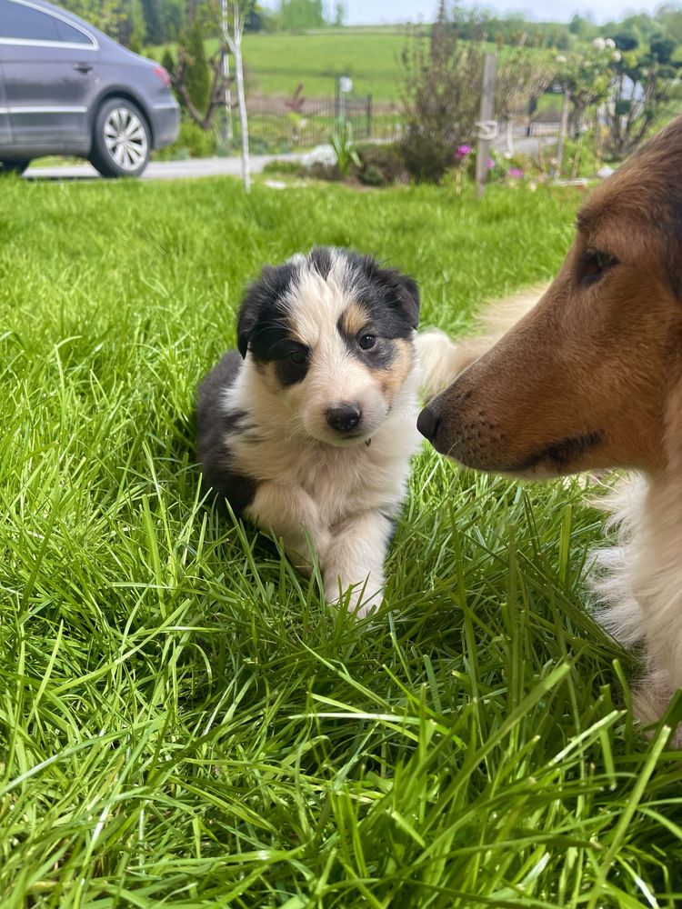 Owczarek Szkocki Collie