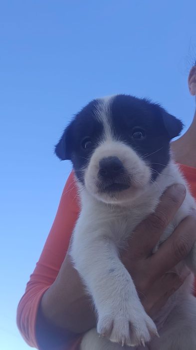 Cachorros para adopção consciente urgente