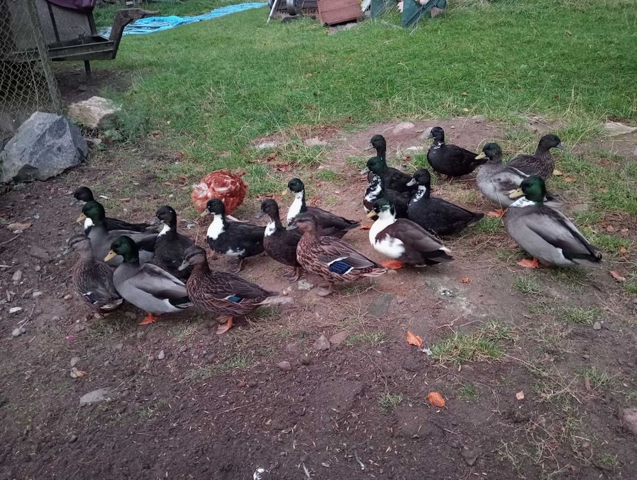 Kaczki na sprzedaż