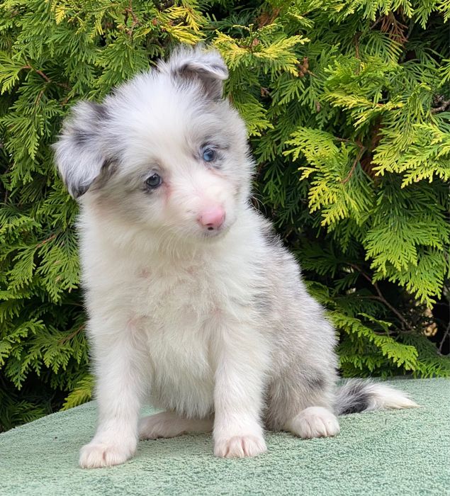 Border Collie suczka ARIA