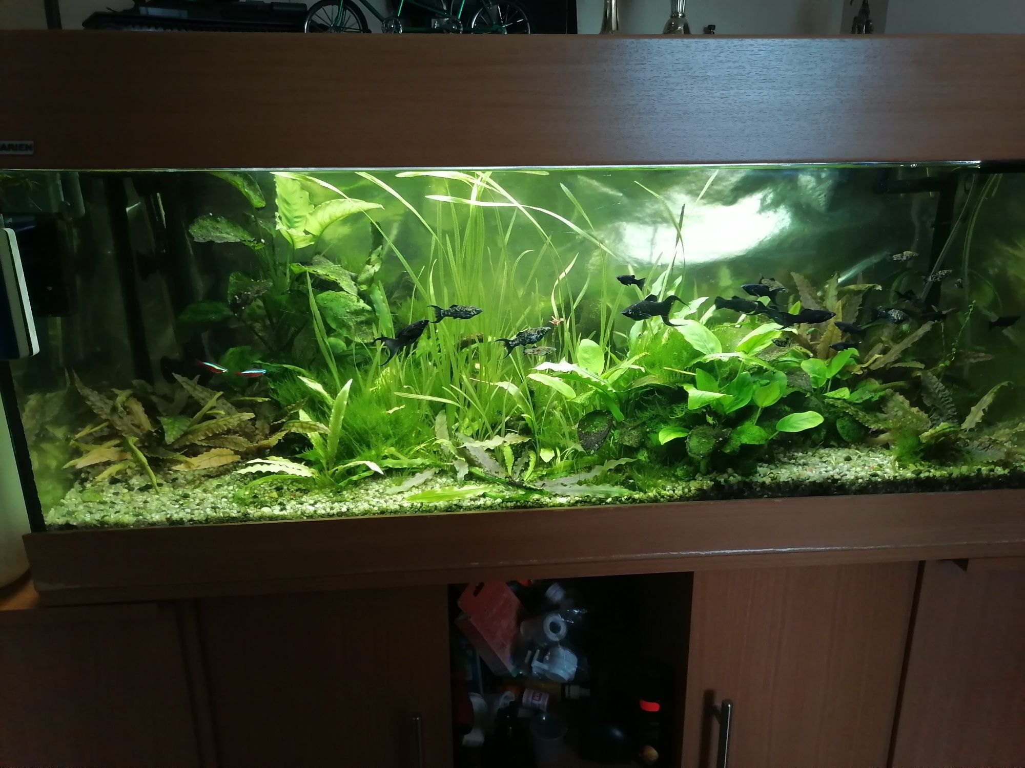 Akwarium kpl. 160 litrów wymiar 100x40x40