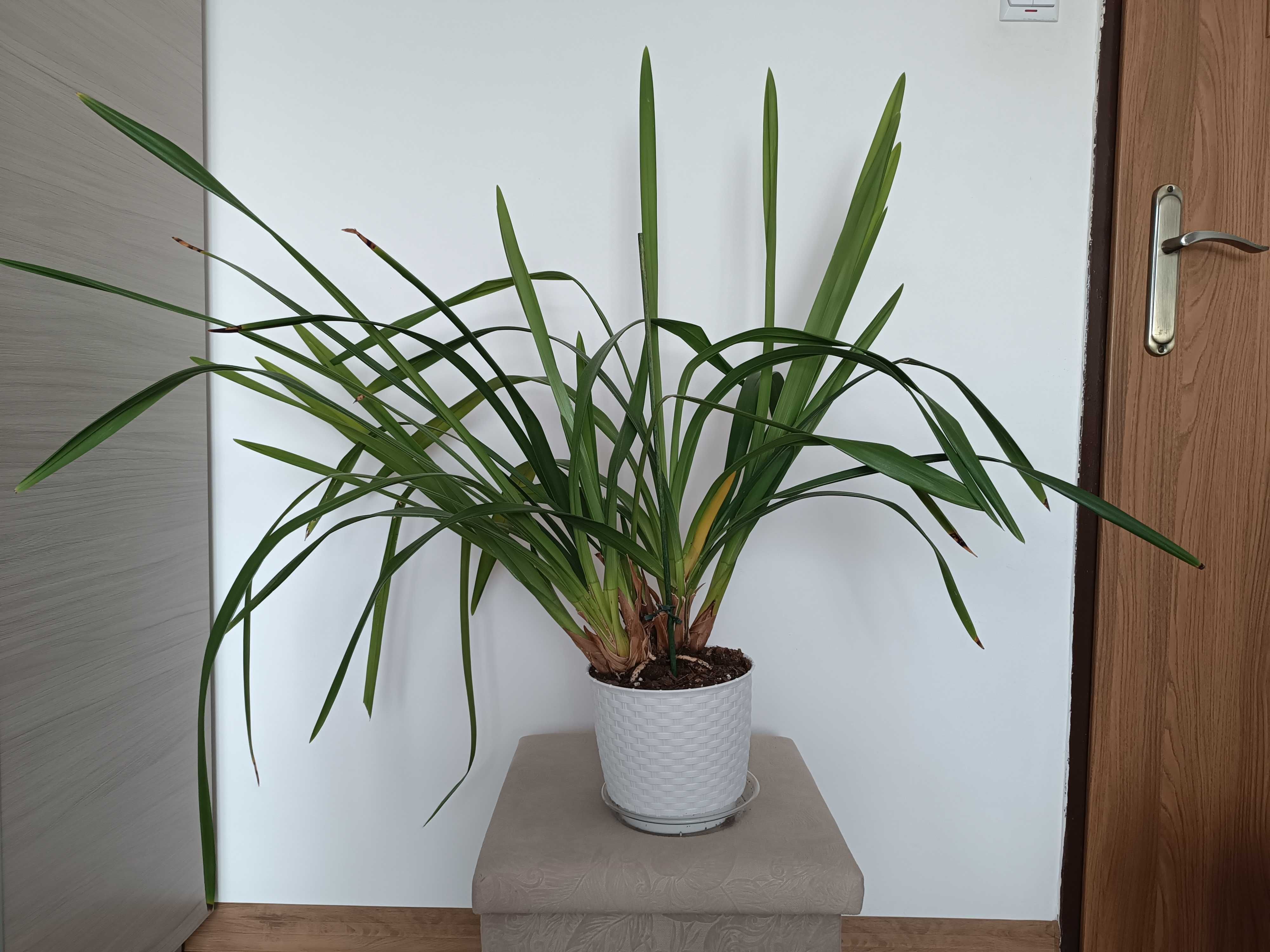 Storczyk Cymbidium
